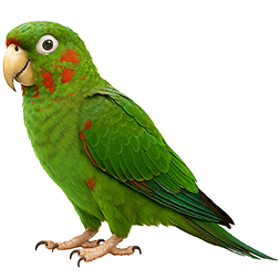 White-eyed Parakeet